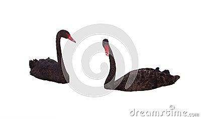 Two black graceful Swan floating on a white background Stock Photo