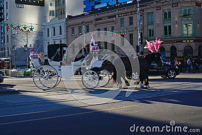 Two black horses with pink colored ornaments pulling white carriage Editorial Stock Photo