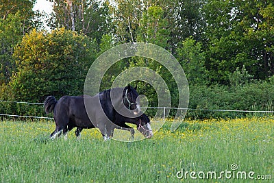 Two black horses with white face blazes and socks seen in profile feeding in field of wildflowers Stock Photo