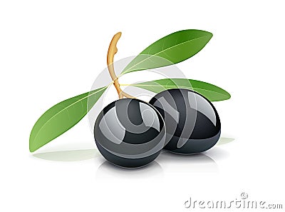 Two black olive with leaf Vector Illustration