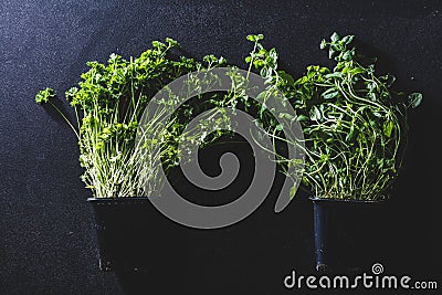 Two black pots with basil and parsley Stock Photo