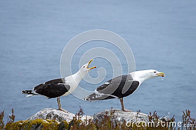 Two Black seagulls at Saltee Island, Ireland Stock Photo