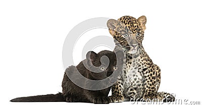 Two Black and Spotted Leopard cubs sitting and lying Stock Photo