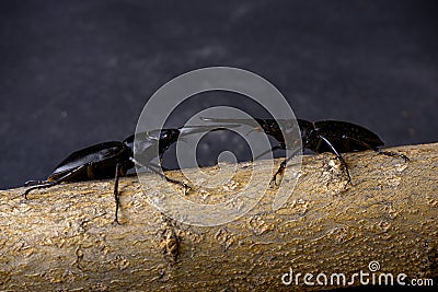 two black stag beetles are fighting on a beige Stock Photo