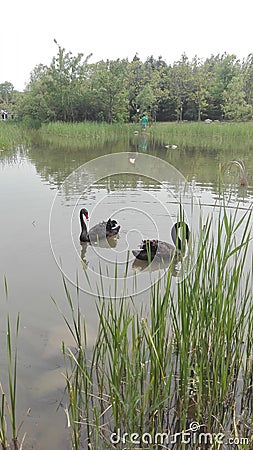 Two black swans in Beijing Editorial Stock Photo
