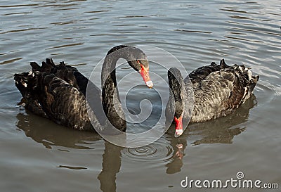 Two black swans (Cygnus atratus) Stock Photo