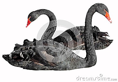 Two black swans (Cygnus atratus) isolated on white Stock Photo