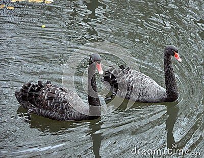 Two black swans floating on the lake Stock Photo
