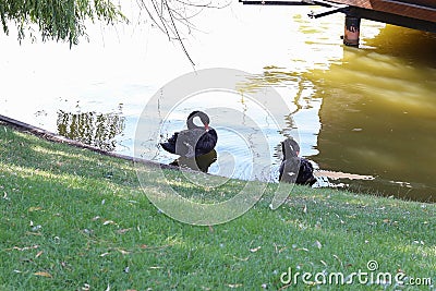 Two black swans on the lake in a landscaped park summer. Copy space - concept animals, nature, park, summer walk Stock Photo