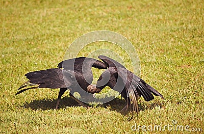 Two black vultures are mating - Coragyps atratus Stock Photo