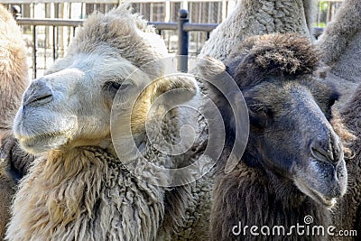 Two black and white camels, next to each other, look in different directions. Close-up. Stock Photo