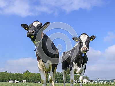 Two black and white cows, holstein, standing in a pasture under a blue sky. Stock Photo