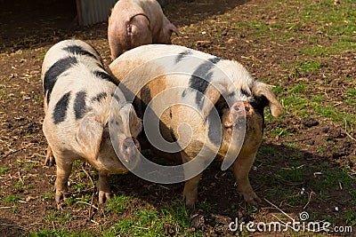 Two black and white pigs with spots in a field Stock Photo