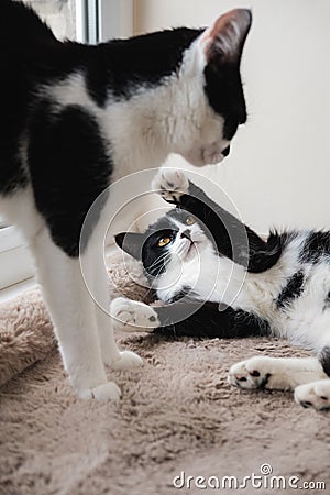 Two black and white tuxedo cats fight among themselves on a soft woolen blanket Stock Photo