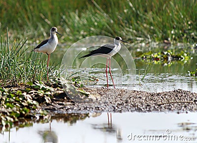 Two Black-winged Stilts in Asian Sanctuary Stock Photo