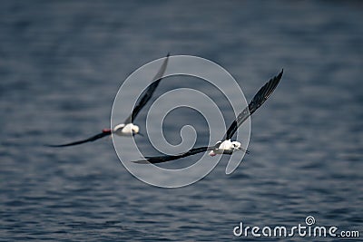 Two black-winged stilts cross river in formation Stock Photo