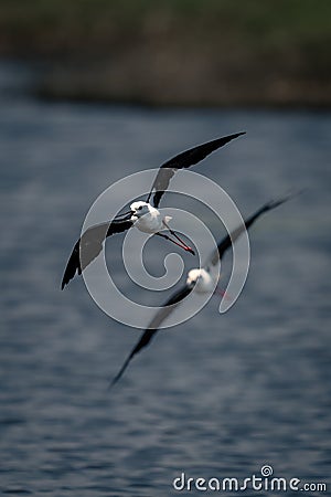 Two black-winged stilts cross water in formation Stock Photo