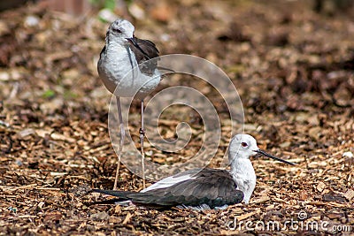 Two Black Winged Stilts Stock Photo