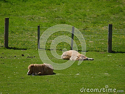 two blonde horses chilling and sleeping laying on the green grass with a fence in the background . typical scottish animals . Stock Photo