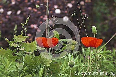 Two blooming decorative poppies in the garden. Stock Photo