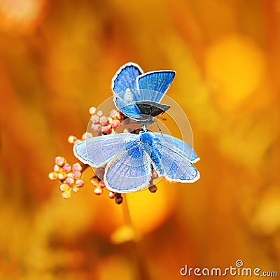 two blue butterflies sitting on bright Sunny yellow meado Stock Photo