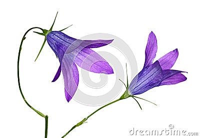 Two blue campanula flowers Stock Photo