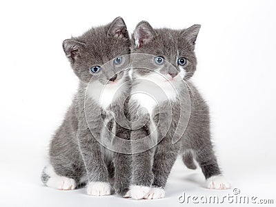 Two blue eyed gray kitten isolated Stock Photo