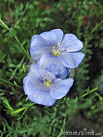 Two blue flax flowers Stock Photo