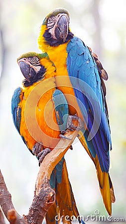 Two Blue Golden Parakeet (Ara ararauna) Stock Photo