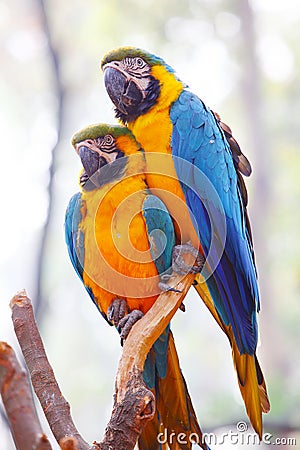Two Blue Golden Parakeet (Ara ararauna) Stock Photo