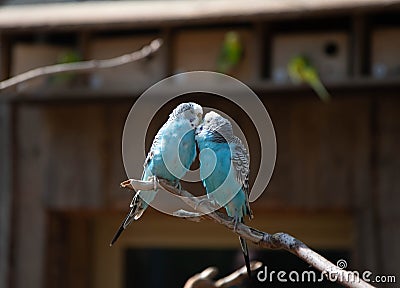 Two blue parrots in love sit on a branch and kiss Stock Photo