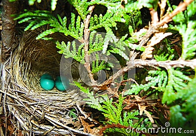 Two blue Robins eggs in nest Stock Photo