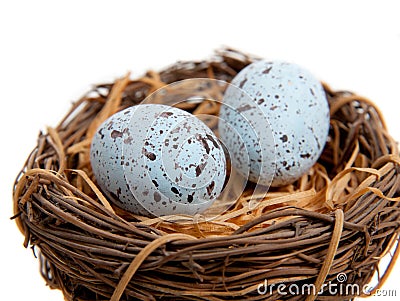 Two blue Robins Eggs in Nest-Decoration Stock Photo