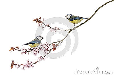 Two Blue Tits whistling on a flowering branch, Cyanistes caeruleus Stock Photo