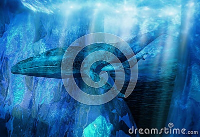 Blue whales in cold waters Stock Photo