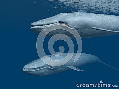 Two Blue Whales Cartoon Illustration