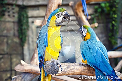 Two blue yellow parrots macaw on branch of old tree. Ara ararauna, Macaw parrot. Stock Photo