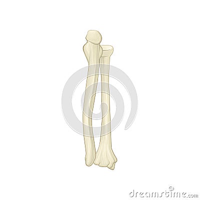 Two bones of forearm - radius and ulna. Part of human skeleton. Isolated flat vector element for medical book or Vector Illustration