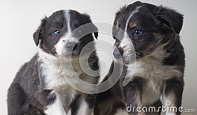 Two border collie adorable dogs portrait Stock Photo