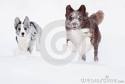 Two Border Collie dogs running Stock Photo