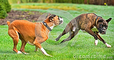 Two Boxers playing in the grass HDR Stock Photo