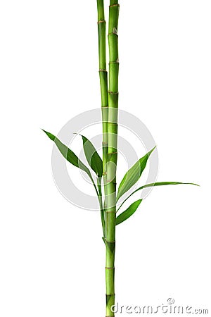 Two branches of Bamboo isolated on white background. Sander`s Dracaena Stock Photo