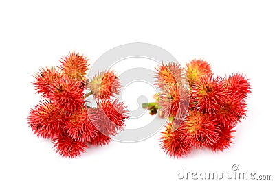 Two branches of castor bean plants Stock Photo