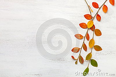 Two branches with colorful autumn leaves on a white shabby wooden background. Flat lay Stock Photo