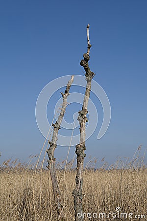 two branches in the reeds, blue sky Stock Photo