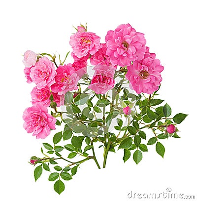 Two branches with small pink roses isolated on white background Stock Photo