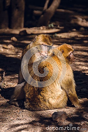 Two brarbary macaque monkeys delousing, Ifrane, Morocco Stock Photo