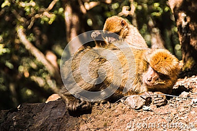 Two brarbary macaque monkeys delousing, Ifrane, Morocco Stock Photo