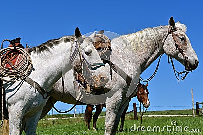 Two bridled and saddled white horses stand together at a roundup Stock Photo