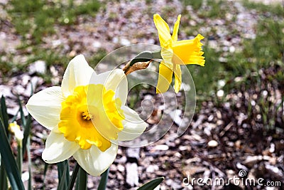 Two bright, happy, cheerful, yellow gold and white unique spring Easter daffodil bulbs blooming in outside garden in springtime Stock Photo